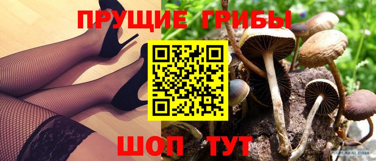Галлюциногенные грибы Psilocybine cubensis  наркотики  Вход с VPN  Ханты-Мансийск  Галлюциногенные грибы прущие грибы 